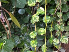 -福建鲤鱼洲酒店