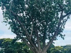 -墨尔本皇家植物园