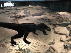 -自贡恐龙博物馆