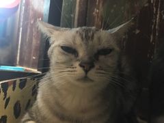 -猫咪博物馆(顶澳仔猫街店)