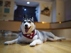 -Husky Go! 哈士奇体验馆·宠物咖啡厅狗咖