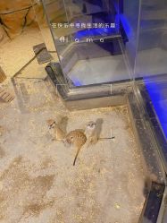 -未来动物城动物主题公园(大悦城店)