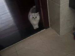 -唐小姐の猫狗洗护·购宠旗舰店(周浦万达店)