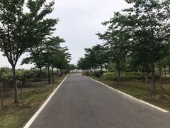 -金卉庄园
