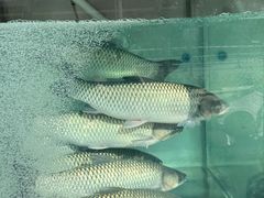 -鱼粤鲜淘米捞·中山脆肉鲩火锅(悦湖会店)