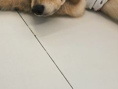 -怪兽屋·羊驼·猫咖·狗咖(俊华广场店)