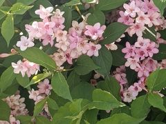 -上海滨江森林公园