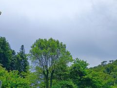 -广州白江湖森林公园