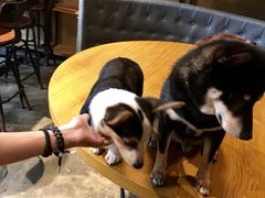 -萌喵咖啡屋(人民东路4号口M16商铺店)