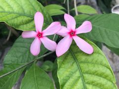 -北京植物园-展览温室