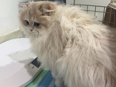 -艾贝尔宠物医院·24H转诊中心·肿瘤猫专科(江宁双龙店)