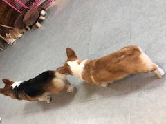 -汪说·狗咖(旺城大厦店)