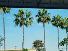 -In-N-Out Burger(LAX)