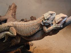 -Zoolung Zoolung动物主题公园(海信广场店)