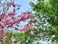 -重庆彩云湖湿地公园