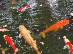 -鲤院·新中式美学·庭院餐厅(夫子庙店)