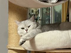 -中农大我爱我爱24h动物医院·中医针灸·猫专科·骨科医疗中心(双井店)