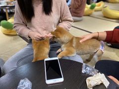 -逗柴咖啡屋·狗咖猫咖宠物桌游
