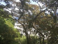 -羚羊峡古栈道森林公园