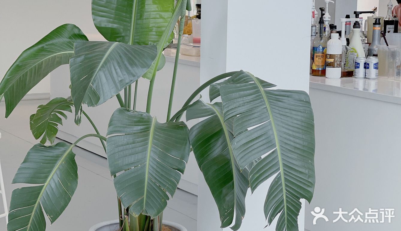 吴江探店 | Lim cafe🥂