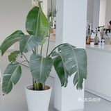 吴江探店 | Lim cafe🥂