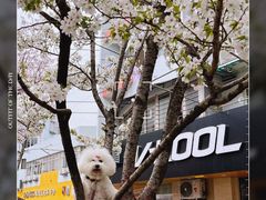 -翊宠yipet猫狗购宠庄园犬舍•猫舍