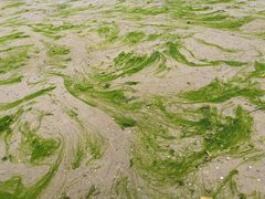 -北海金海湾红树林生态旅游区