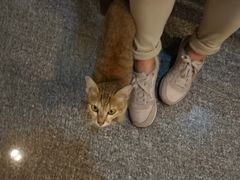 -吴哥国家博物馆