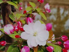 -海棠花溪(元大都城垣遗址公园)