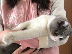 -猫大福·Fortune Cat猫舍(百子湾店)