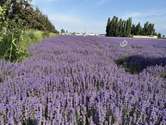 -新疆那拉提国家旅游度假区
