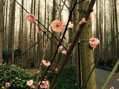 怡沁园度假村-上海怡沁园度假酒店