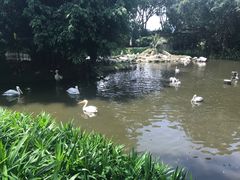 -新加坡飞禽公园