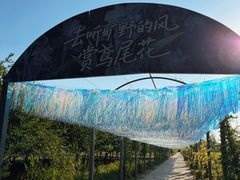 -上海长兴岛郊野公园