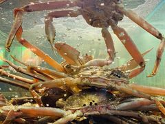 -蟹之国·精品蟹料理(极地店)