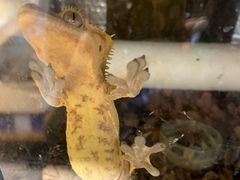 -酷以爬仙阁实体爬宠店·守宫·蜥蜴·专业繁育