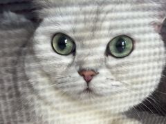 -瑞派福兴宠物医院犬猫全科·骨科·中西医结合(河东店)