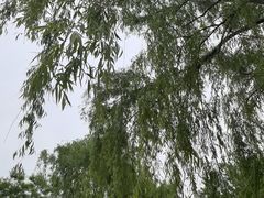 -黄花溪