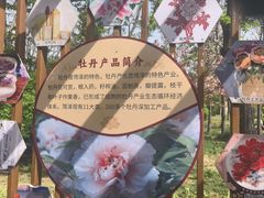 -曹州牡丹园