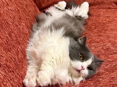 -猫大福·Fortune Cat猫舍(百子湾店)