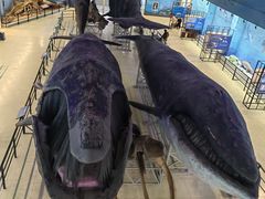 -大连自然博物馆·地球展厅