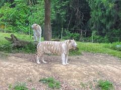 -杭州野生动物世界