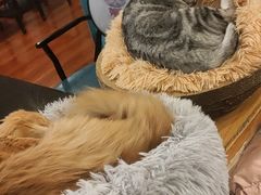 -猫小院猫主题咖啡厅(北锣店)