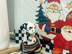 -汪说·狗咖·拼豆·宠物周边DIY(旺城大厦店)
