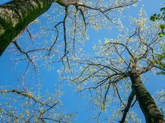 -上海共青森林公园