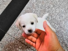 -派特宠物医院(圆融广场店)