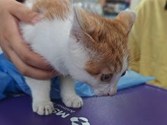 -美联众合动物医院·24h京西诊疗中心
