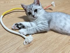 -顺强宠物诊所·狂犬免疫·夜诊·骨科(嘉定店)