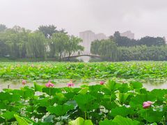 -皇家御河游(紫御湾码头)