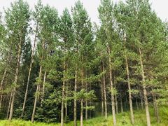 -塞罕坝国家级自然保护区